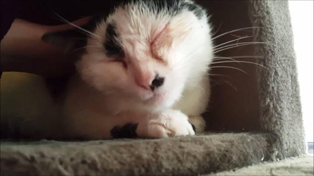 Kattenpraat