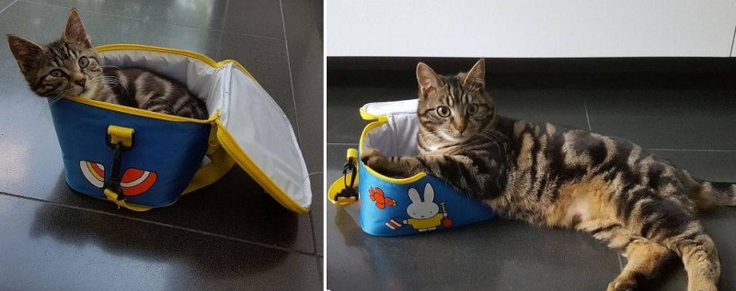 Kattenpraat