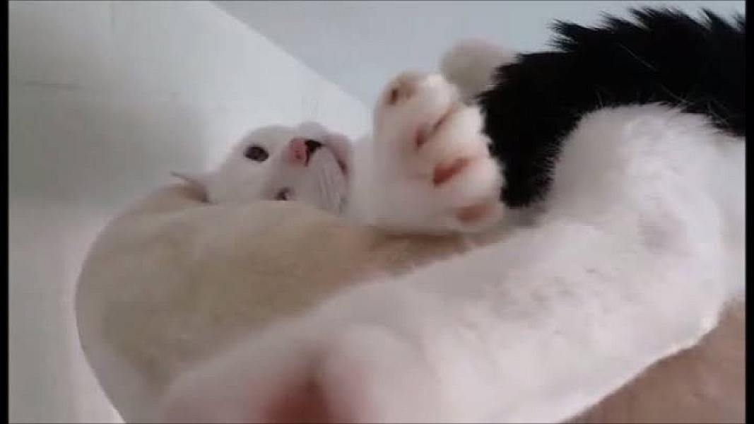 Kattenpraat