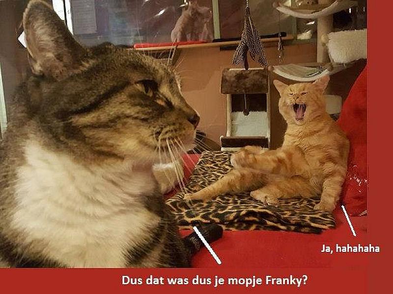 Kattenpraat