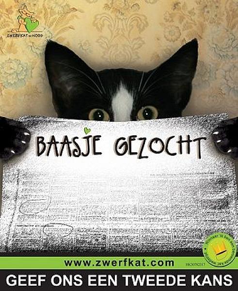 Kattenpraat