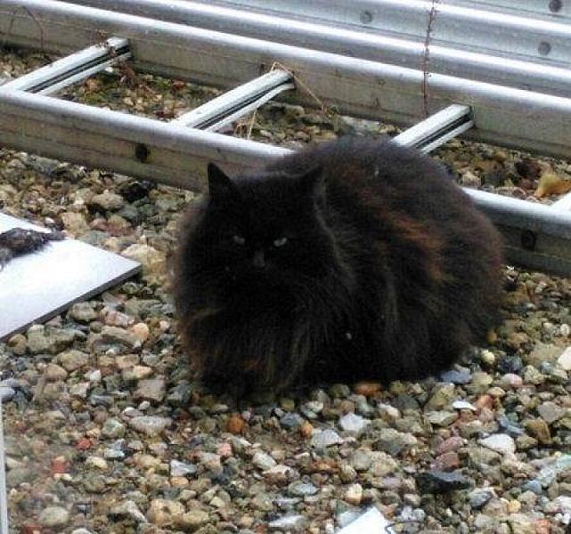 Kattenpraat