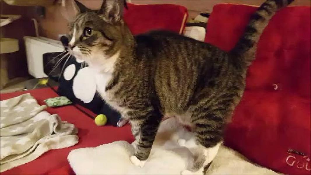 Kattenpraat
