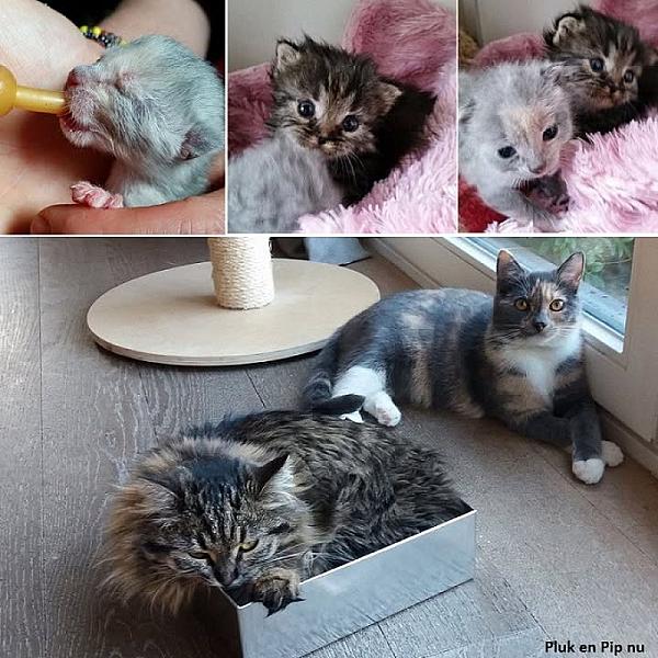 Kattenpraat