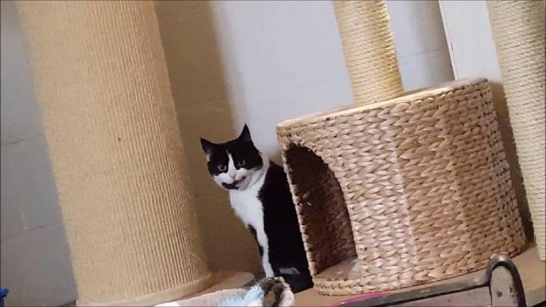 Kattenpraat
