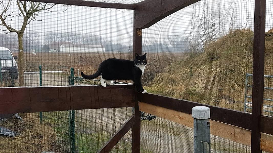 Kattenpraat