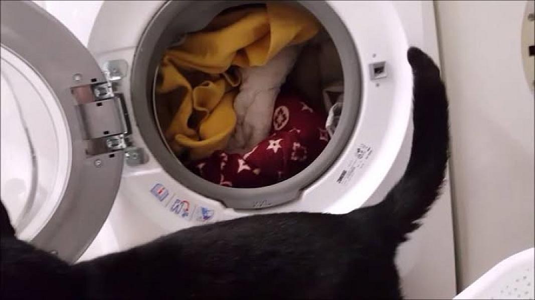Kattenpraat