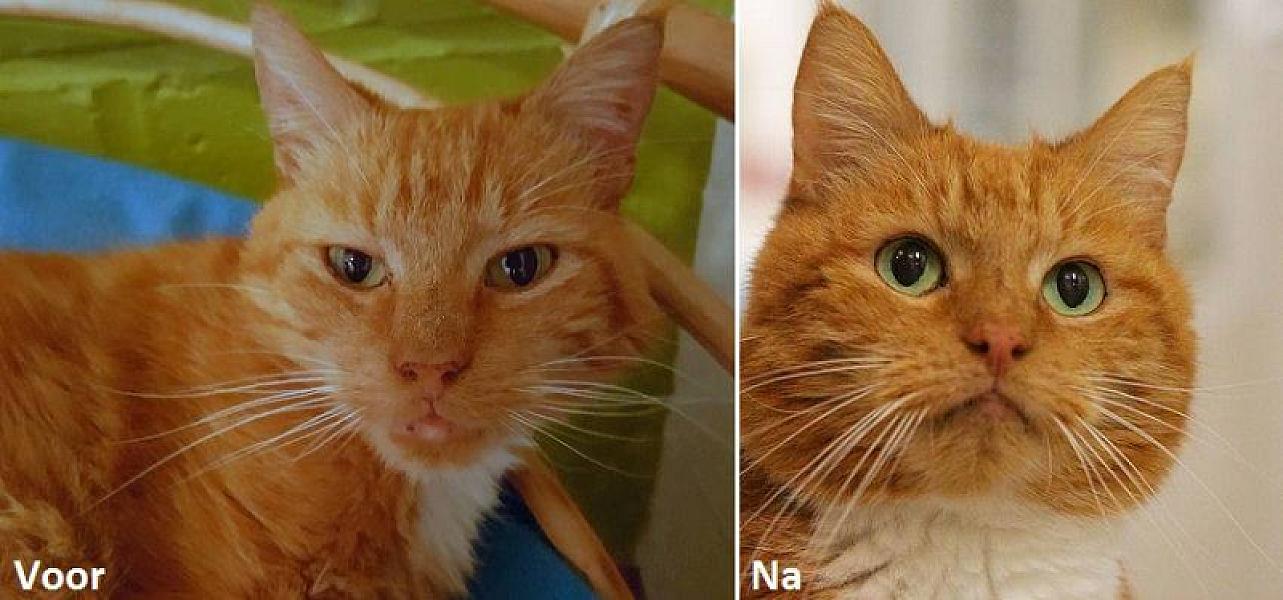 Kattenpraat