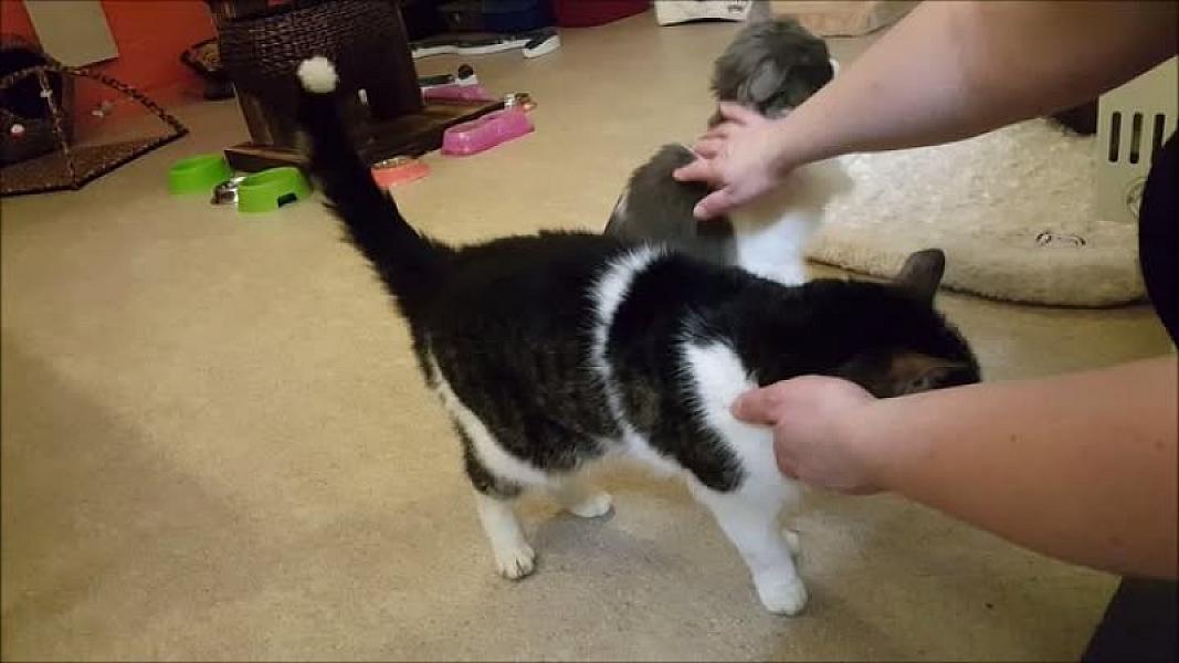 Kattenpraat