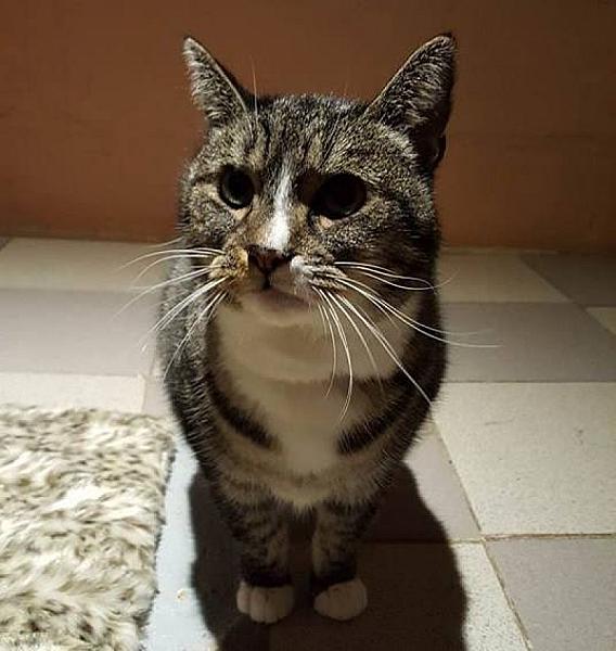 Kattenpraat