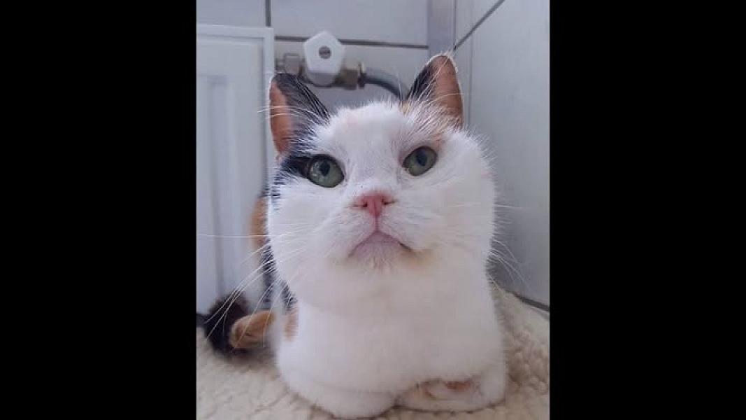 Kattenpraat