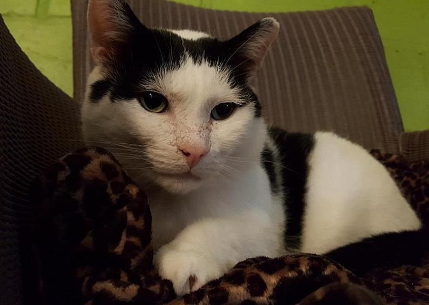 Kattenpraat
