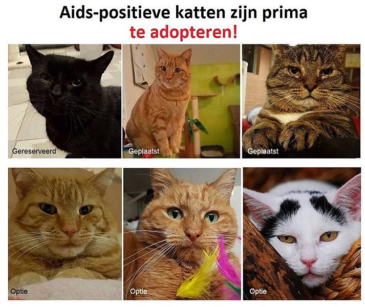 Kattenpraat