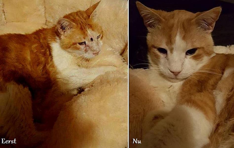 Kattenpraat
