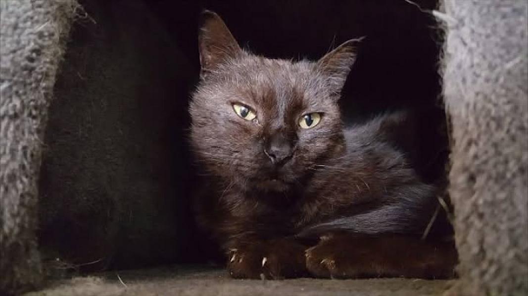 Kattenpraat