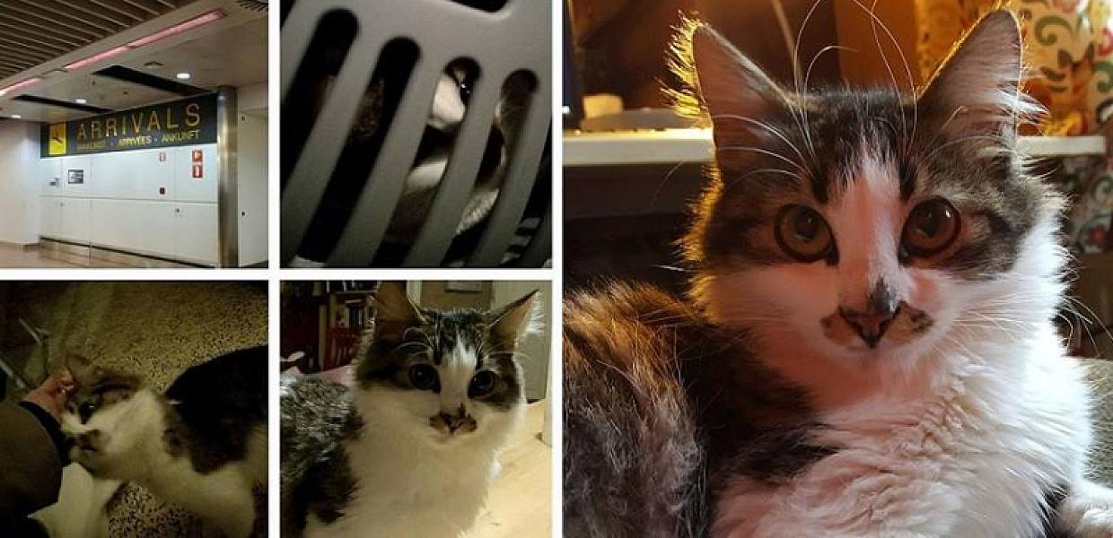 Kattenpraat