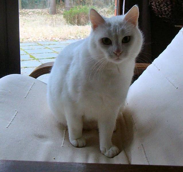 Kattenpraat