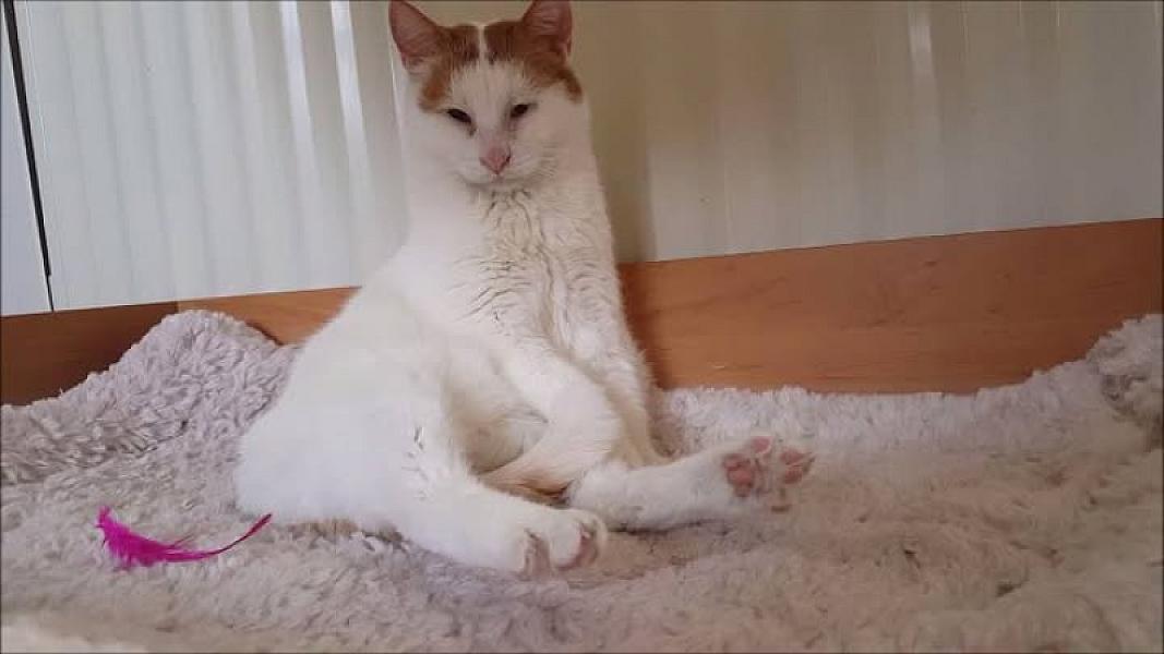 Kattenpraat