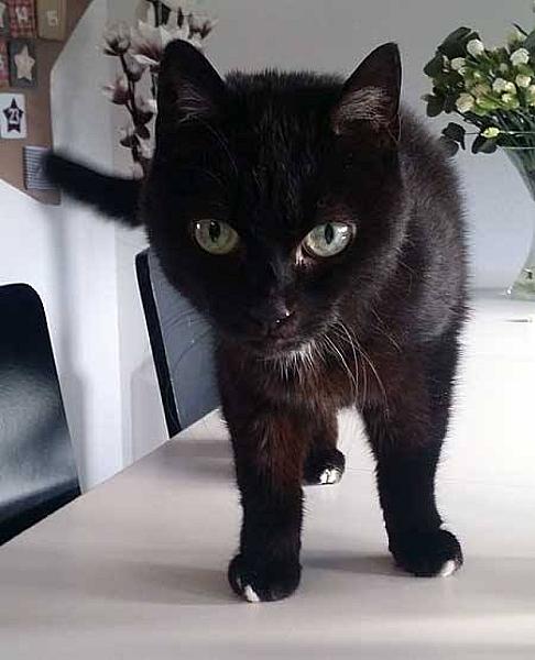 Kattenpraat