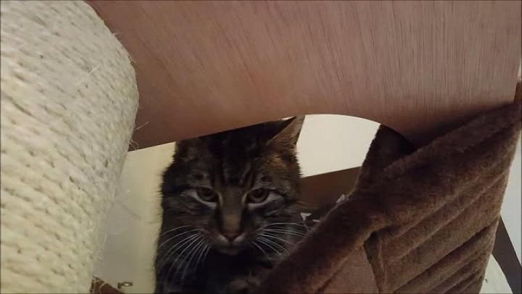 Kattenpraat