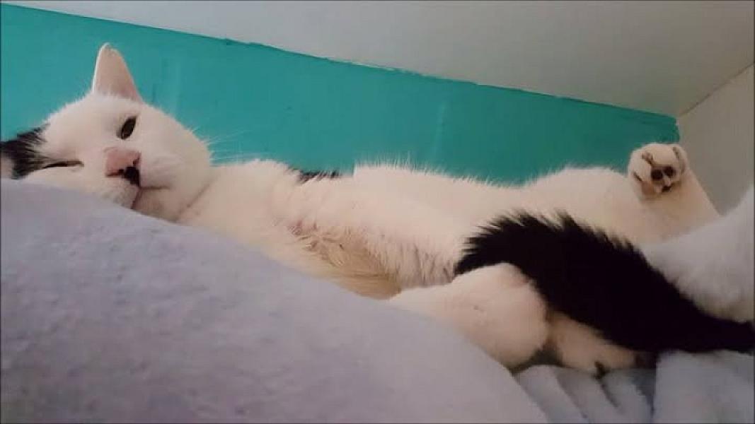 Kattenpraat