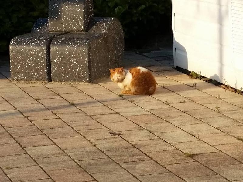 Kattenpraat