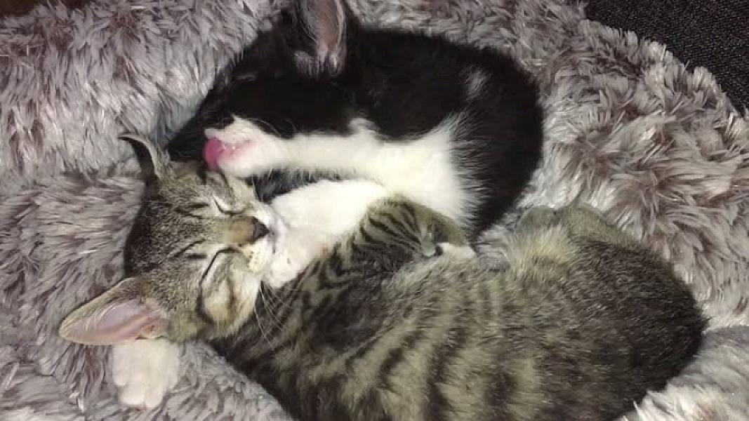 Kattenpraat