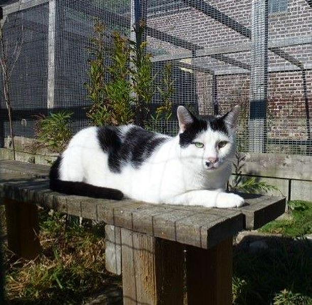 Kattenpraat