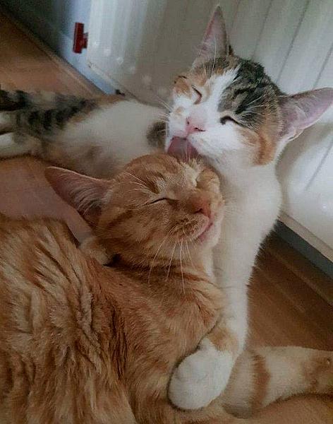 Kattenpraat