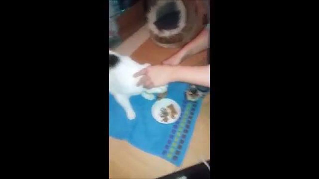Kattenpraat