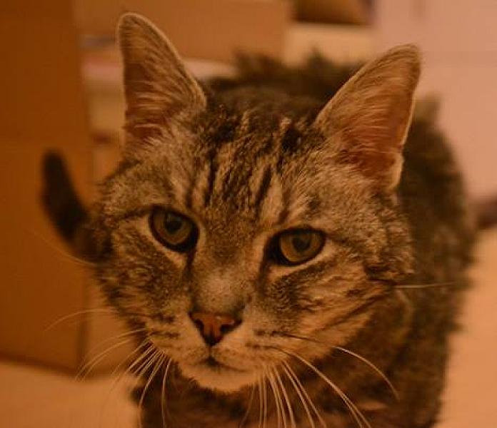 Kattenpraat