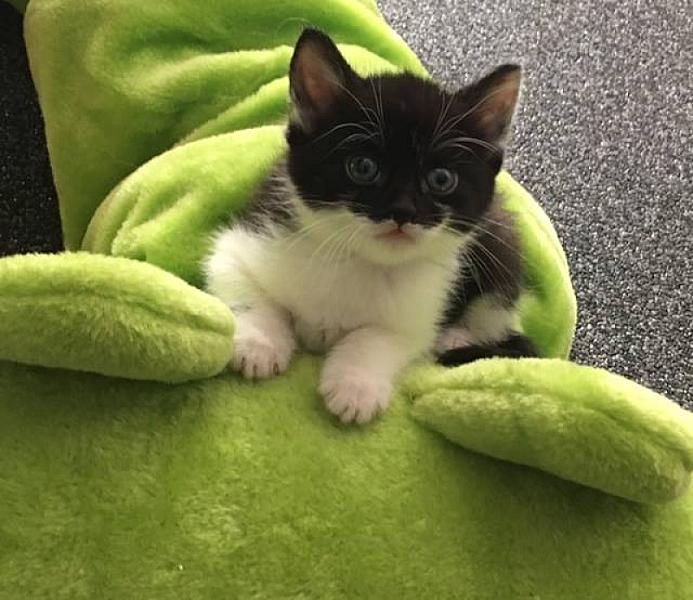 Kattenpraat