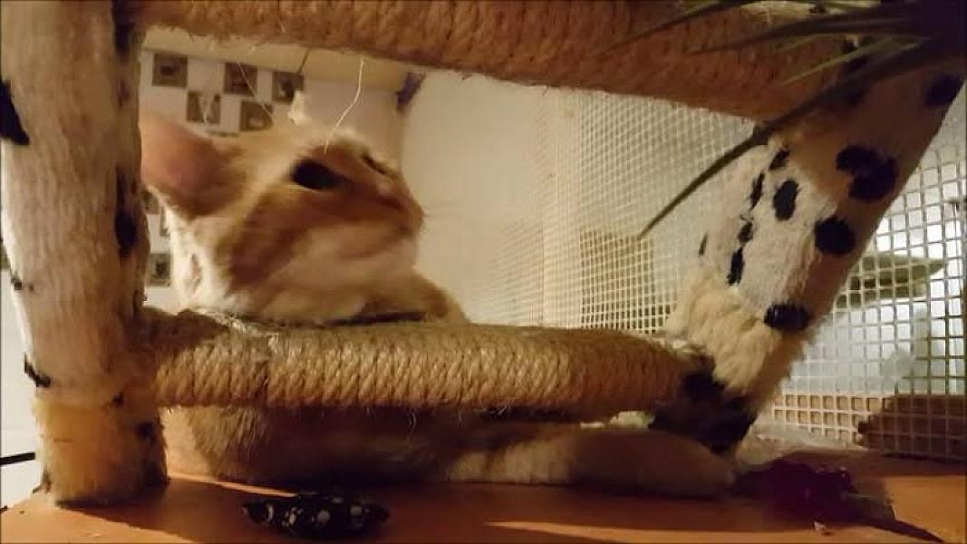 Kattenpraat