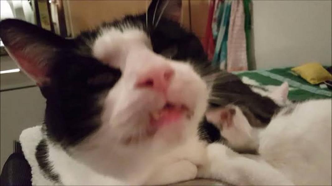 Kattenpraat