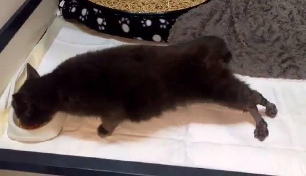 Kattenpraat