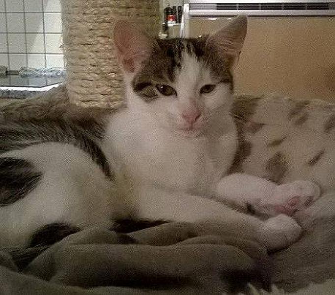 Kattenpraat