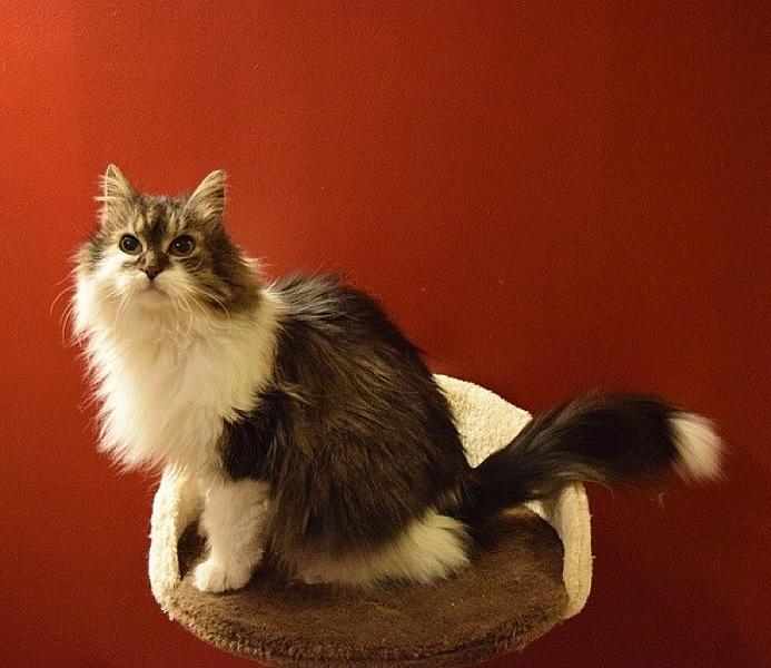 Kattenpraat