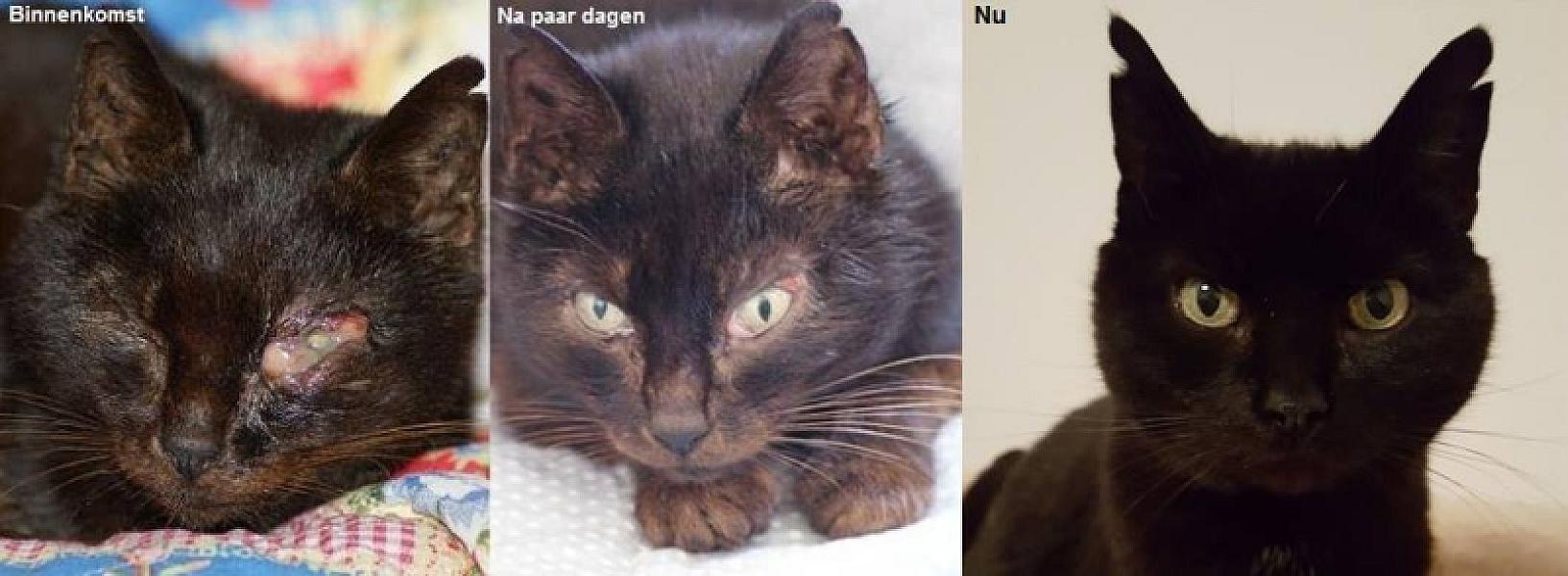 Kattenpraat