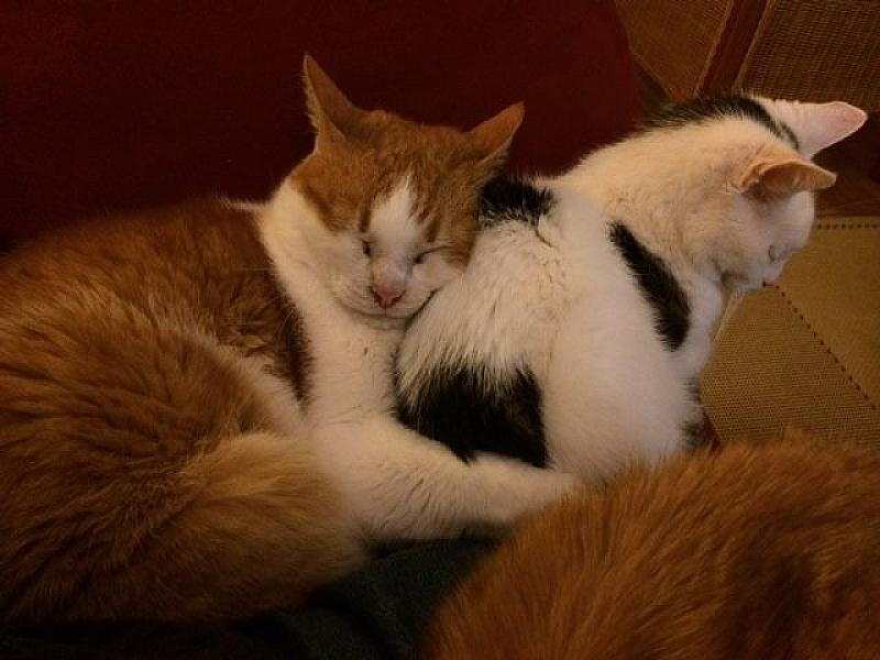 Kattenpraat