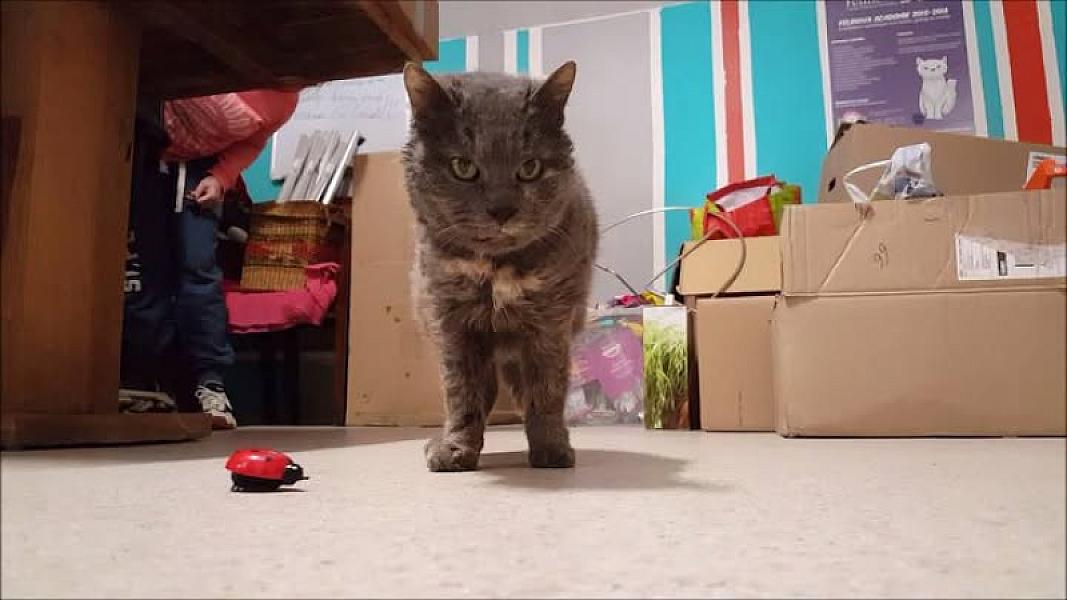 Kattenpraat