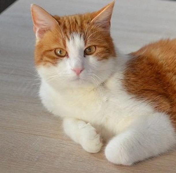 Kattenpraat