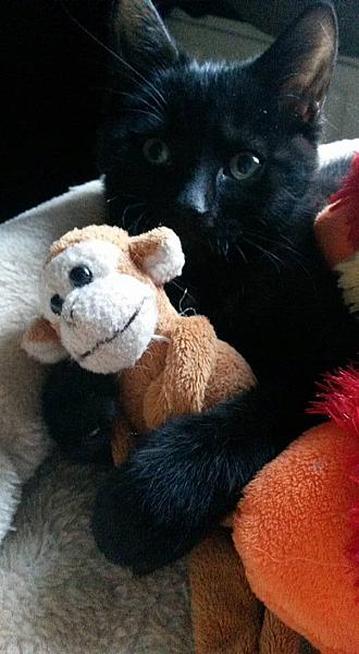 Kattenpraat
