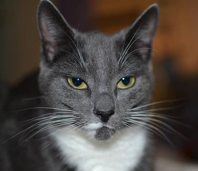 Kattenpraat