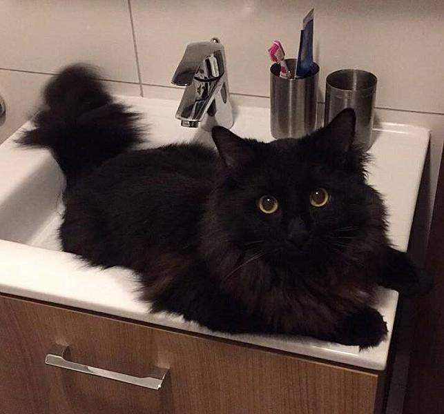 Kattenpraat