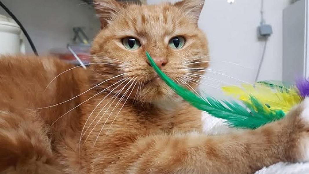 Kattenpraat