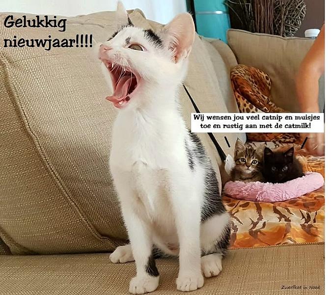 Kattenpraat
