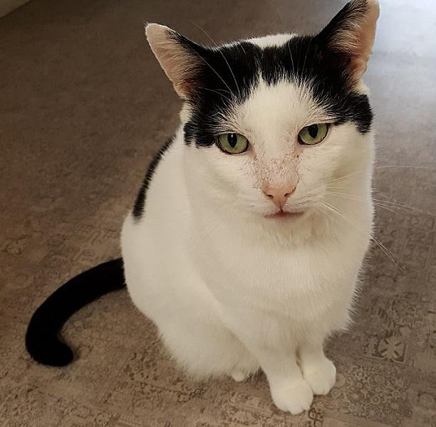 Kattenpraat