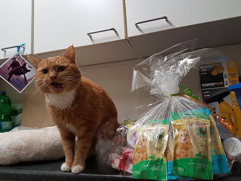 Kattenpraat