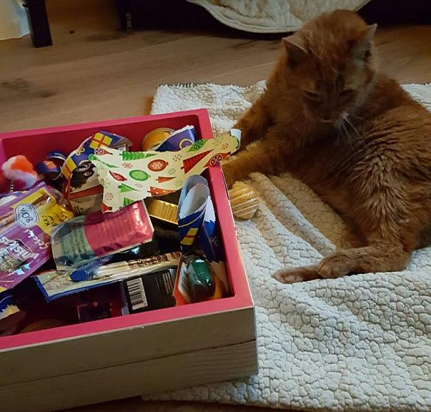 Kattenpraat