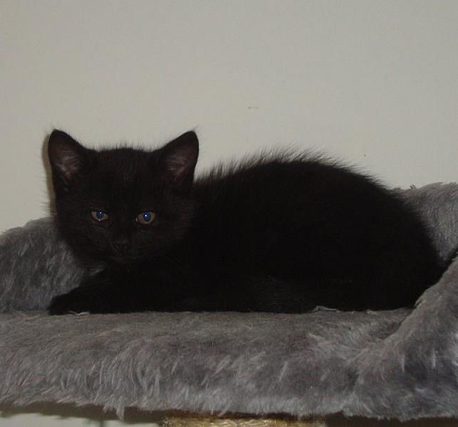 Kattenpraat